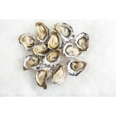 OYSTERS DOZ