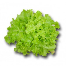 LETTUCE OAK GREEN EA
