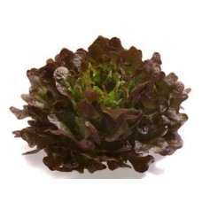 LETTUCE OAK RED 