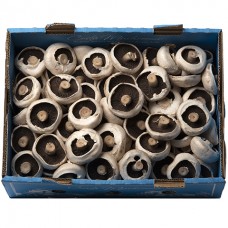 MUSHROOMS SWISS BROWN KG
