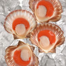 SCALLOPS ROE ON